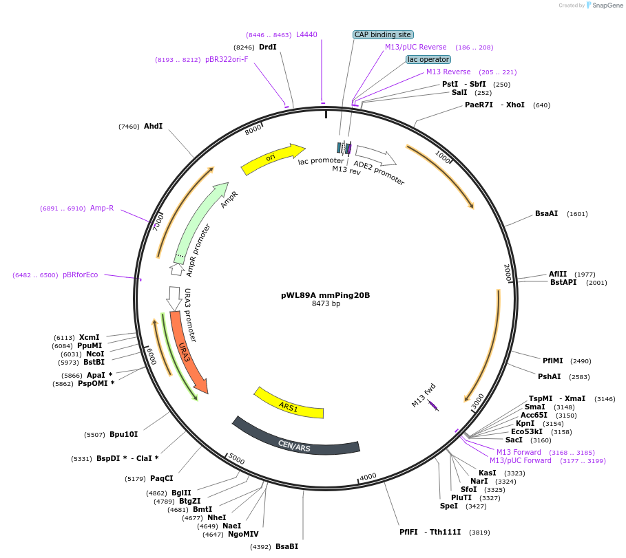 145790-plasmid-map-sequence-id-297757