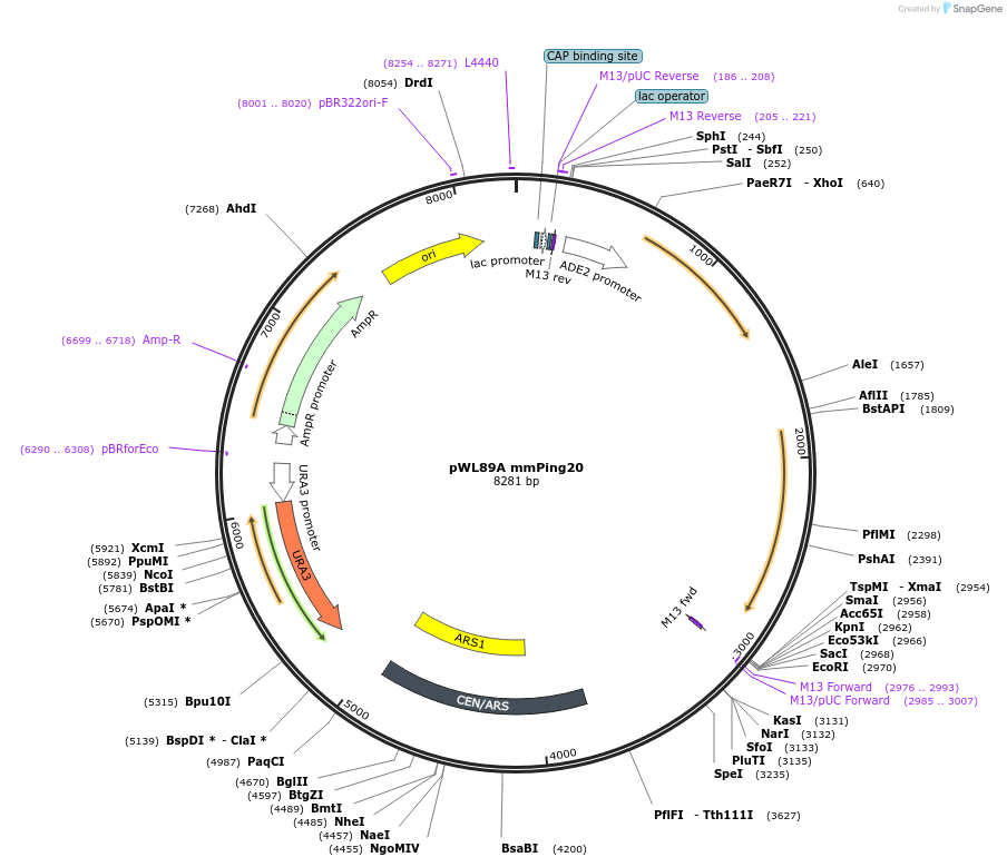 145788-plasmid-map-sequence-id-297763