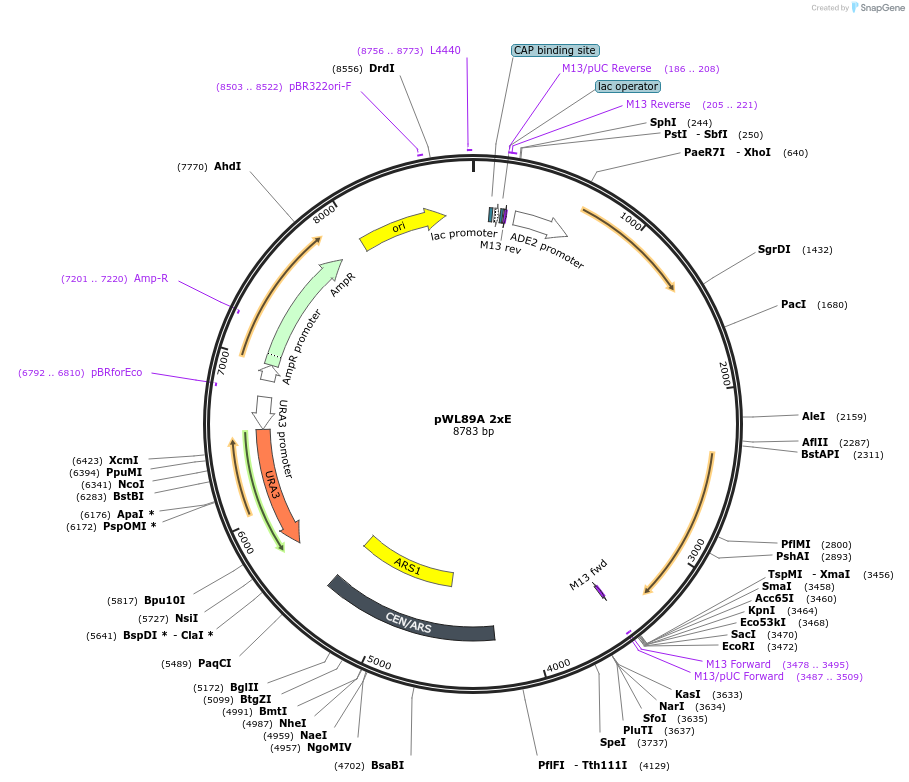 145792-plasmid-map-sequence-id-297766
