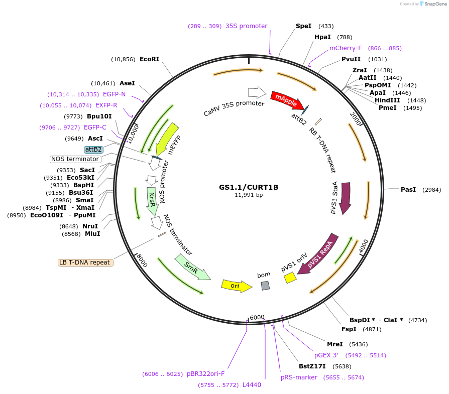 140412-plasmid-map-sequence-id-297769