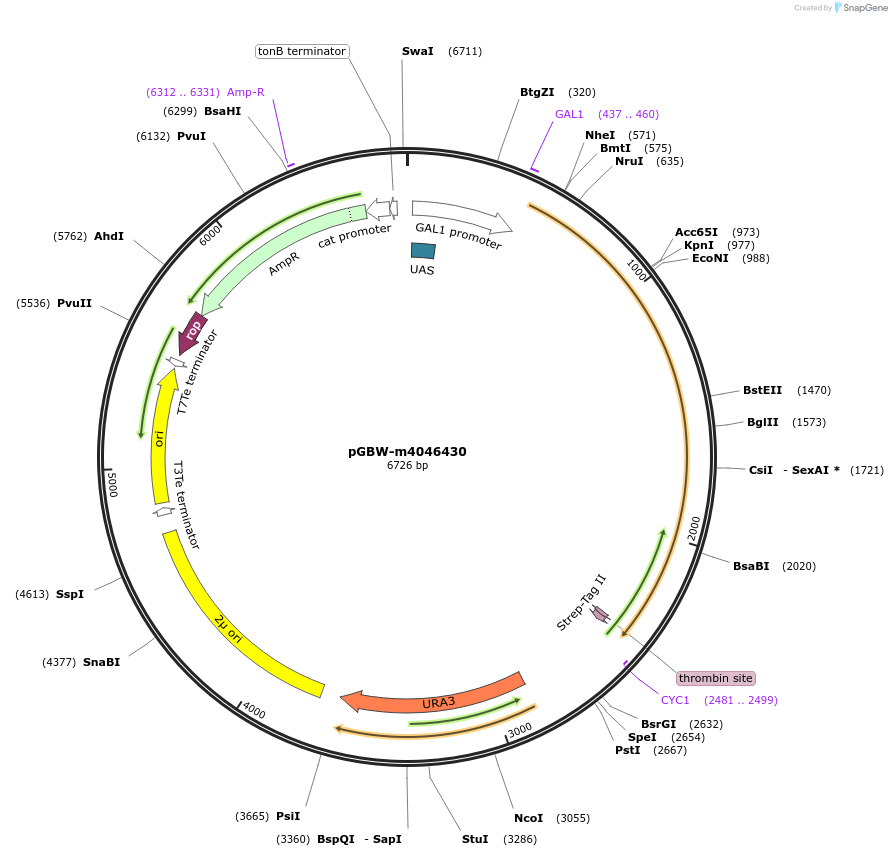 149024-plasmid-map-sequence-id-297777