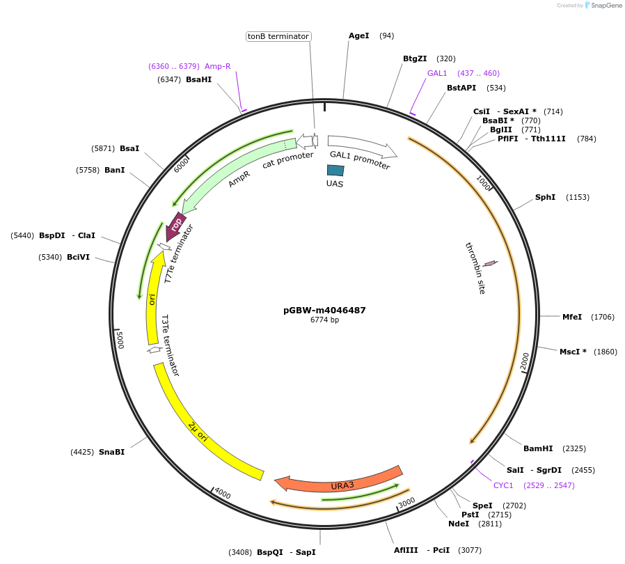 149027-plasmid-map-sequence-id-297780