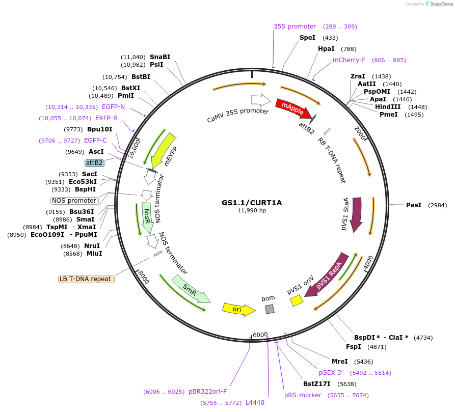 140411-plasmid-map-sequence-id-297781