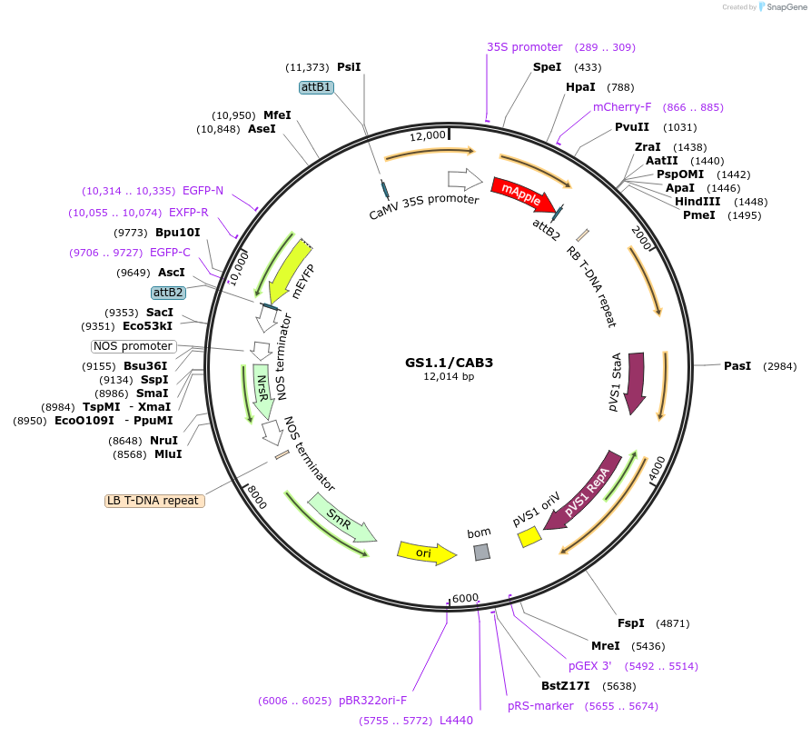 140410-plasmid-map-sequence-id-297806