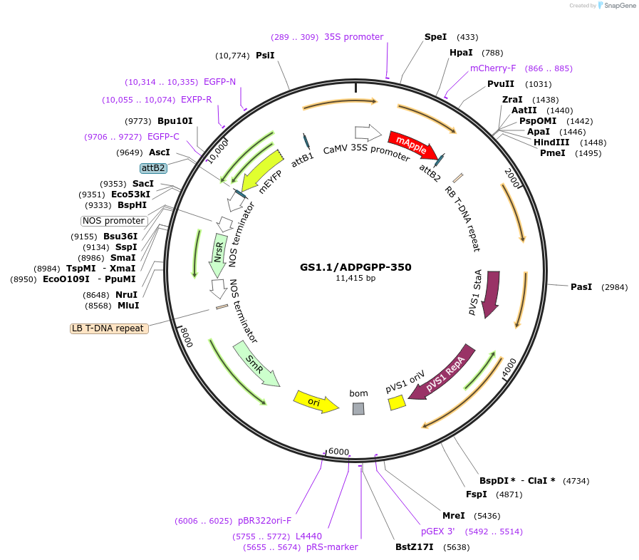 140409-plasmid-map-sequence-id-297821