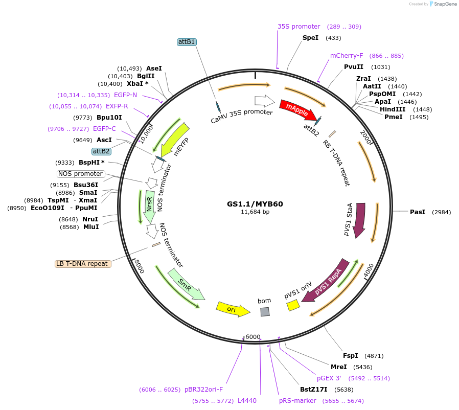 140408-plasmid-map-sequence-id-297822