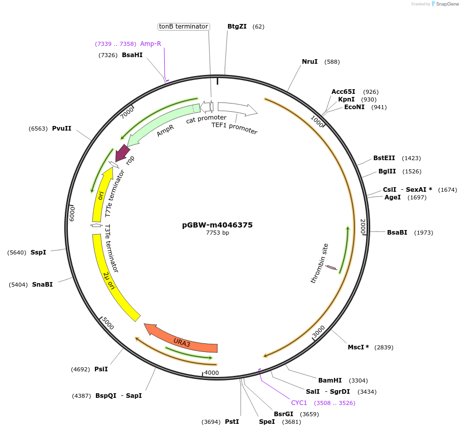 149030-plasmid-map-sequence-id-297823