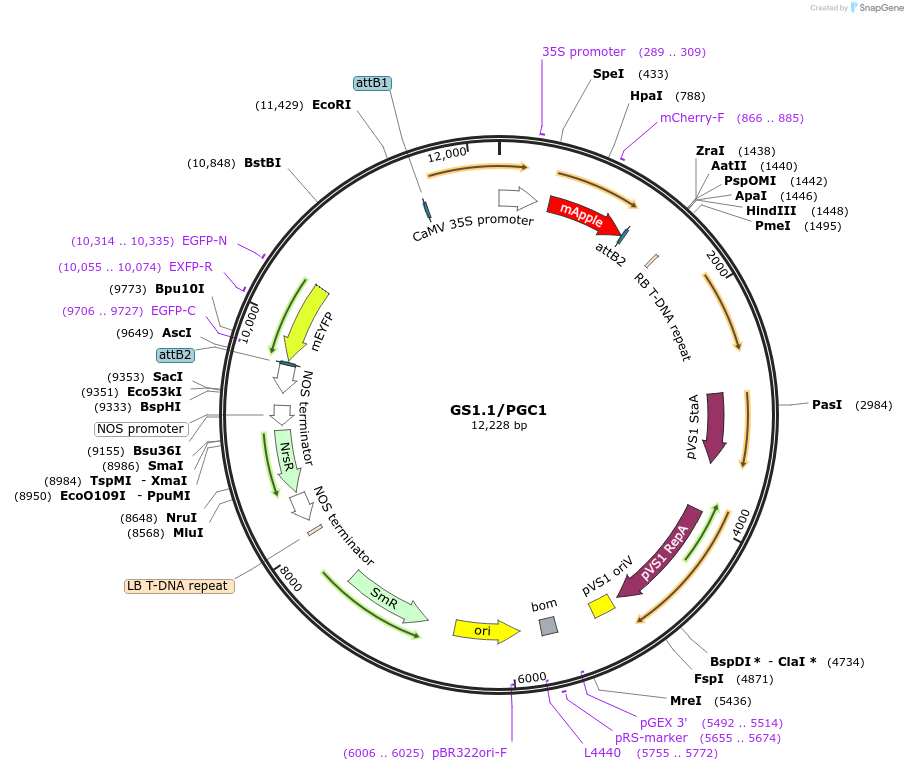 140407-plasmid-map-sequence-id-297824