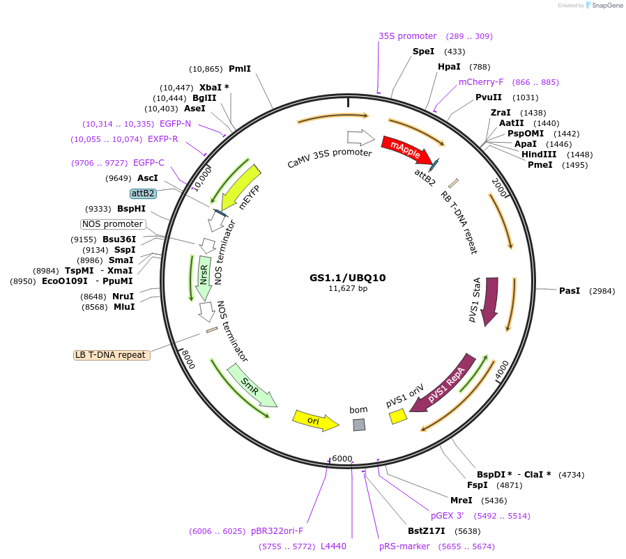 140406-plasmid-map-sequence-id-297826