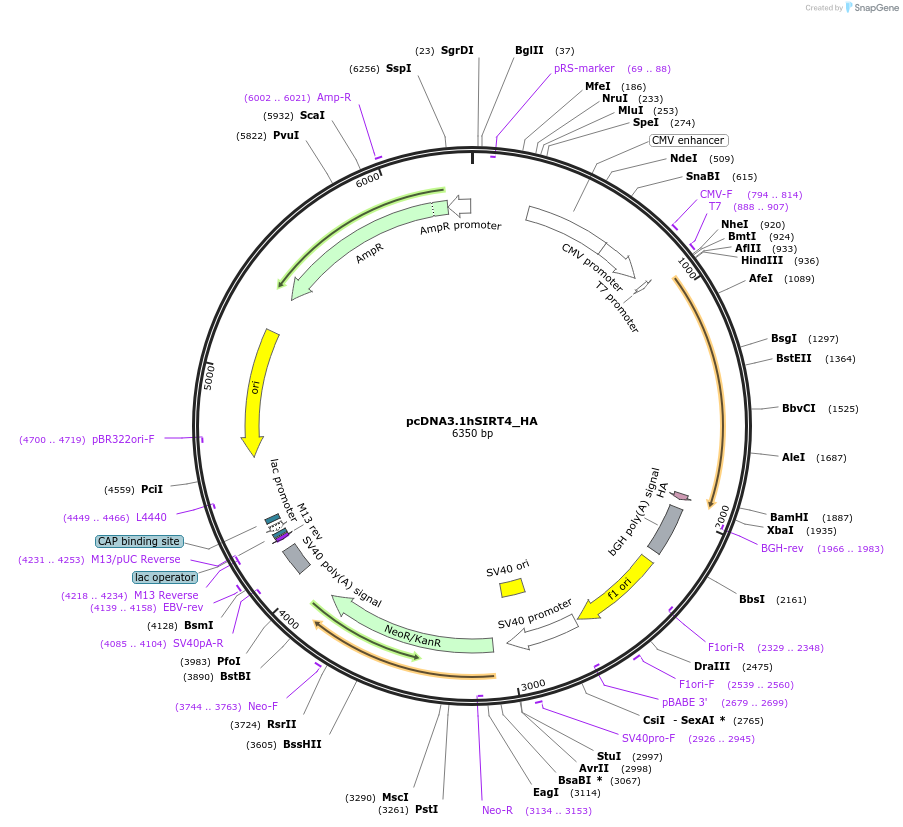 24482-plasmid-map-sequence-id-297830