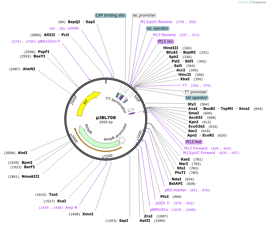 140378-plasmid-map-sequence-id-297838