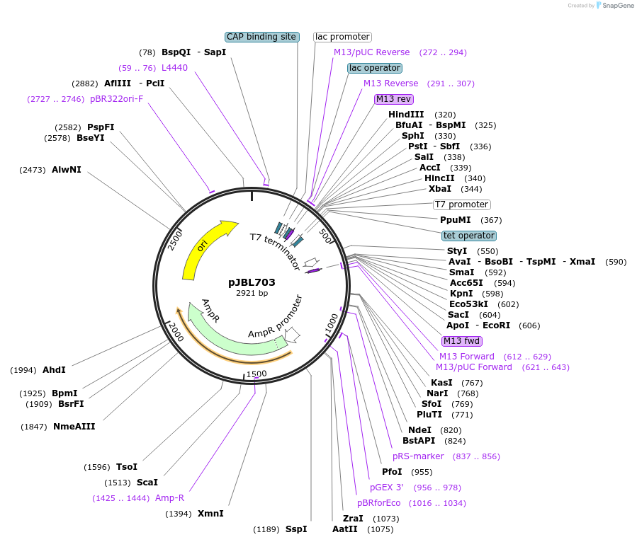 140373-plasmid-map-sequence-id-297839