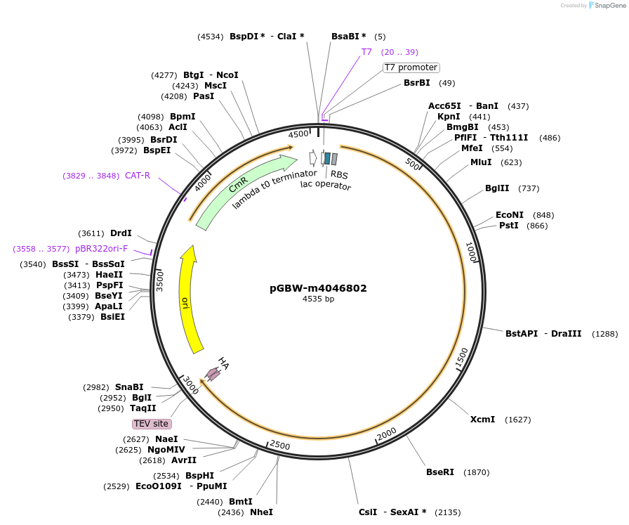 145683-plasmid-map-sequence-id-297842