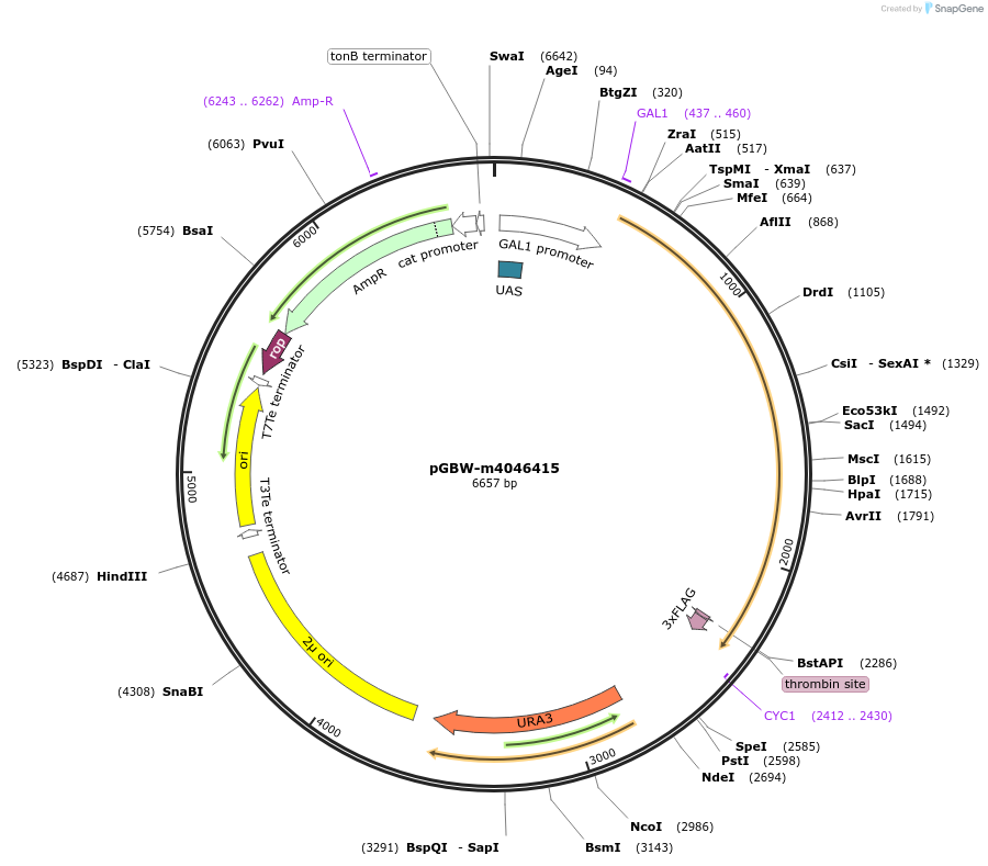 149035-plasmid-map-sequence-id-297849