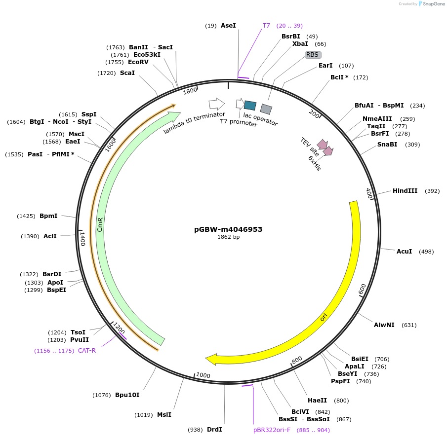 145764-plasmid-map-sequence-id-297851