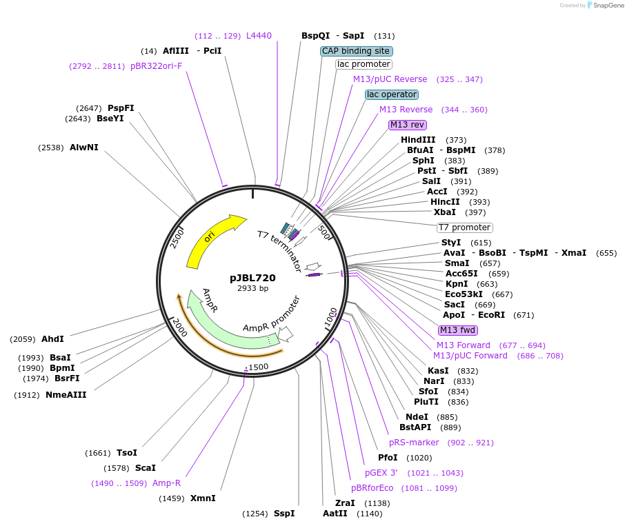 140390-plasmid-map-sequence-id-297854