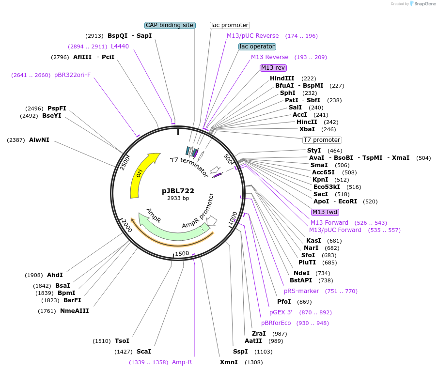 140392-plasmid-map-sequence-id-297855