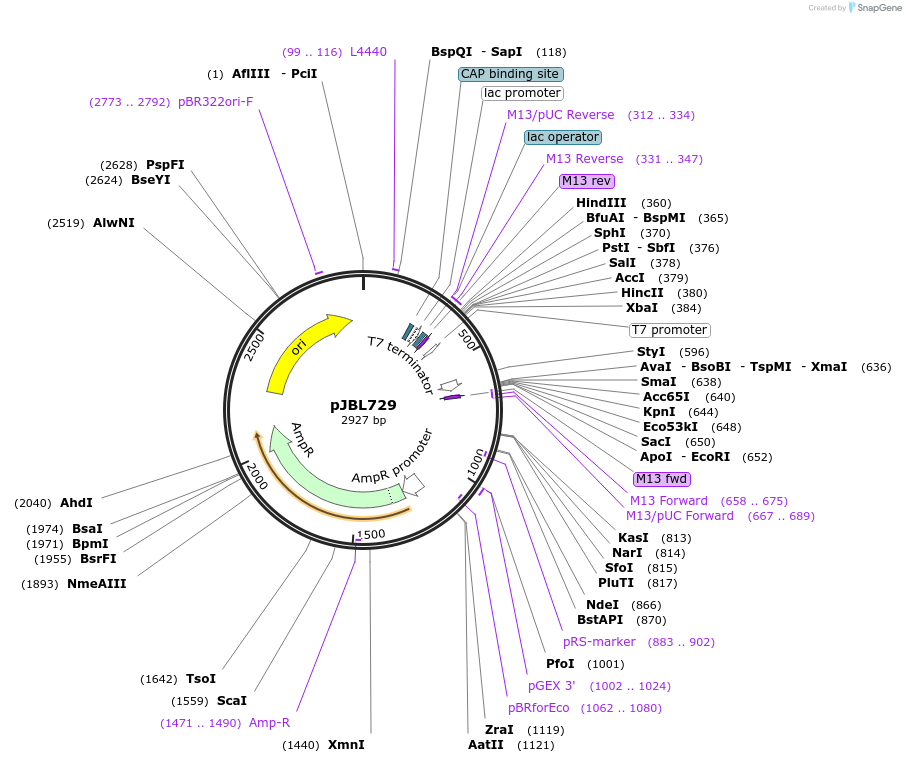 140399-plasmid-map-sequence-id-297856