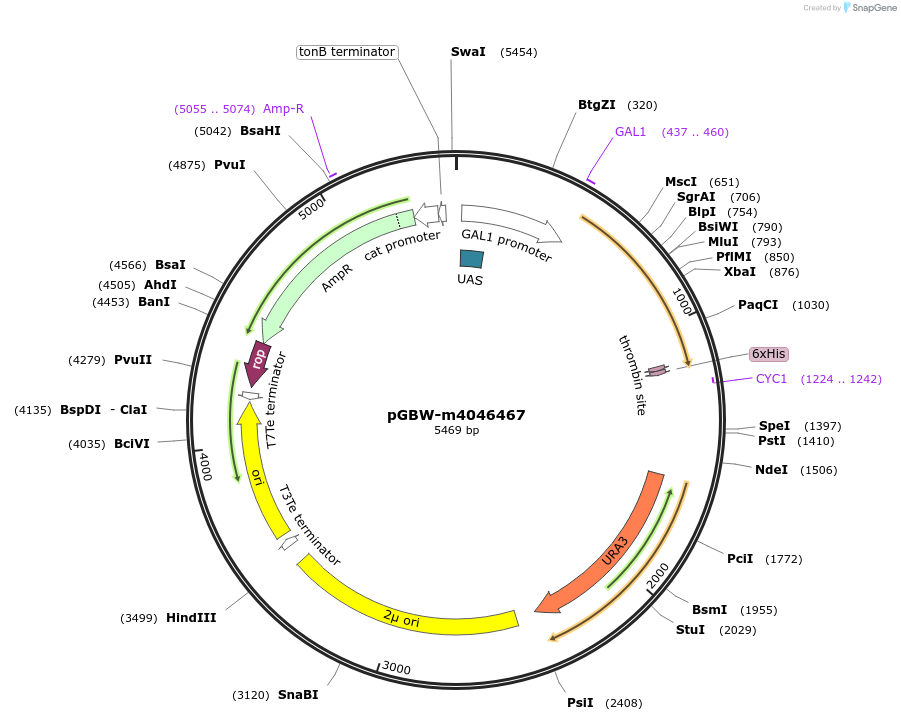 149039-plasmid-map-sequence-id-297858