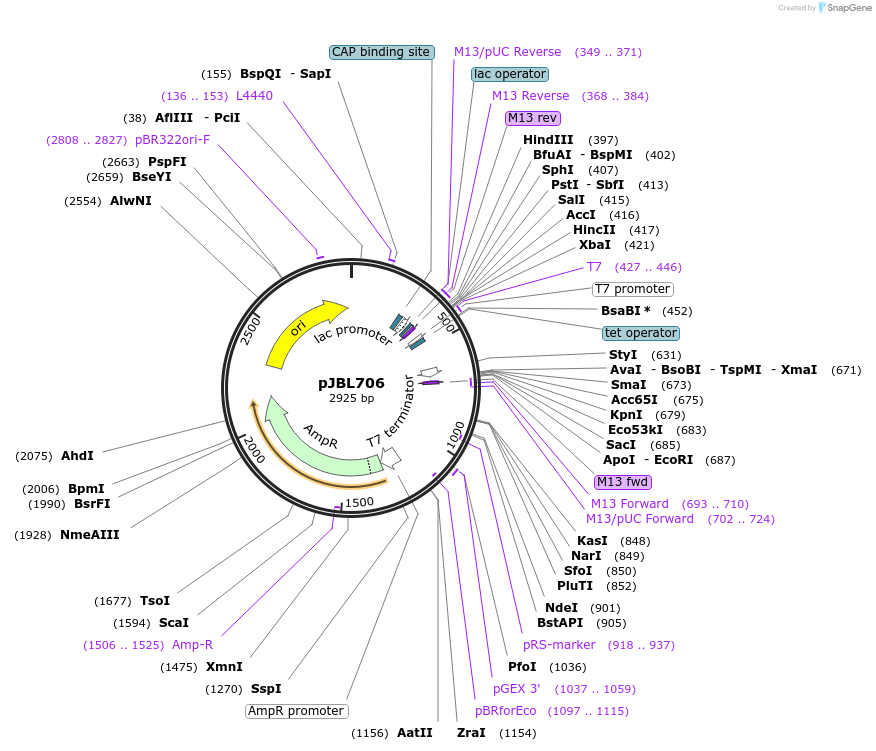 140376-plasmid-map-sequence-id-297859