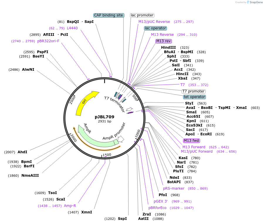 140379-plasmid-map-sequence-id-297860