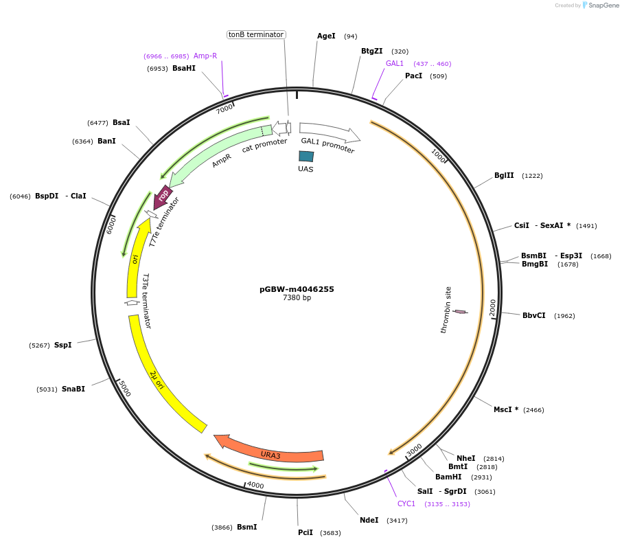 149040-plasmid-map-sequence-id-297863