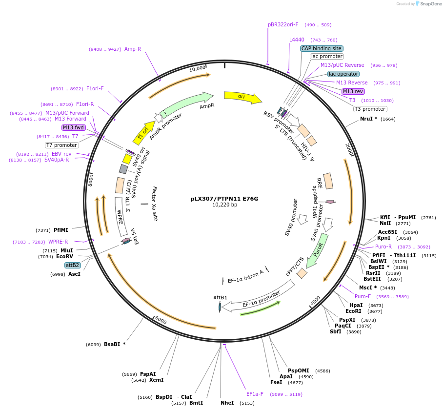 140862-plasmid-map-sequence-id-297867