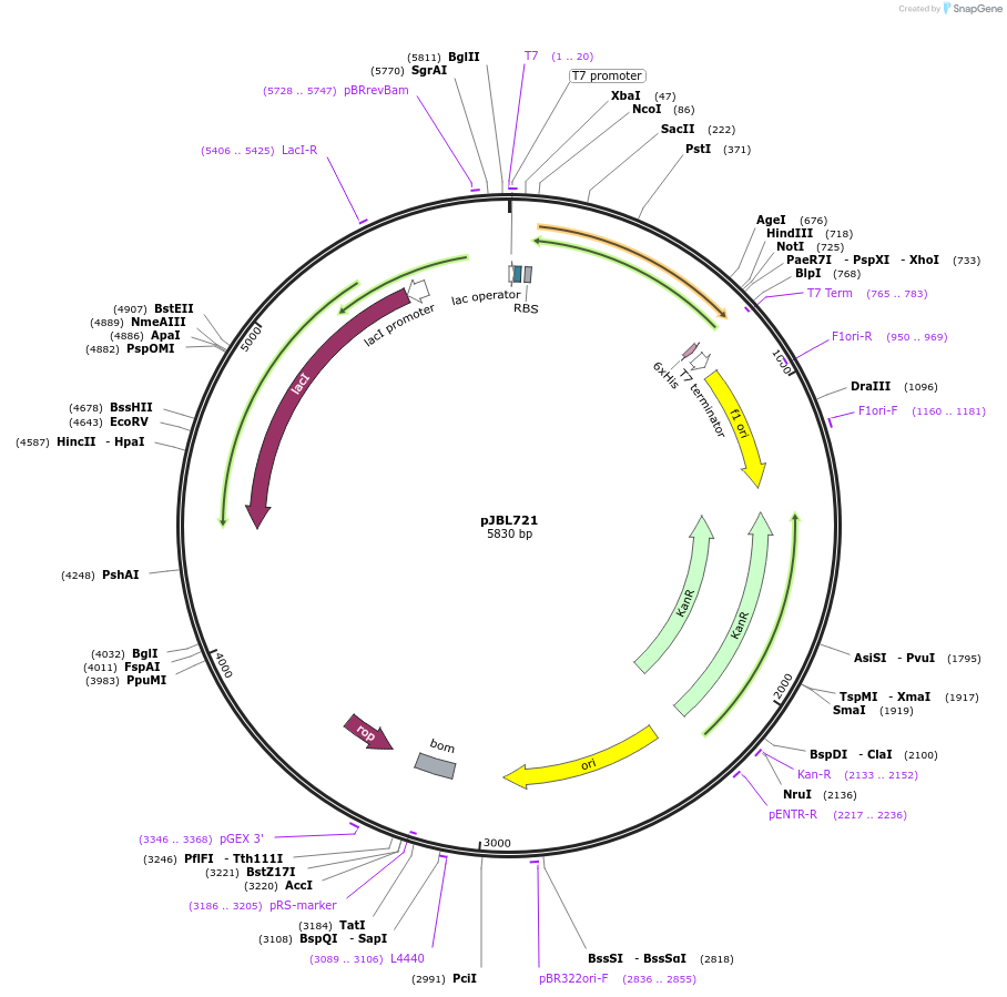 140391-plasmid-map-sequence-id-297871