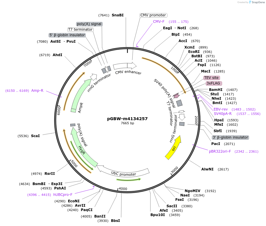 152053-plasmid-map-sequence-id-297882