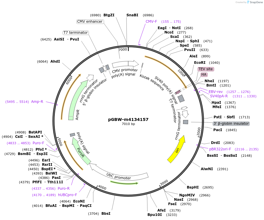 152062-plasmid-map-sequence-id-297885