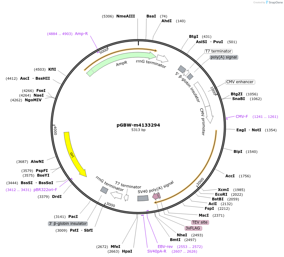 152067-plasmid-map-sequence-id-297888