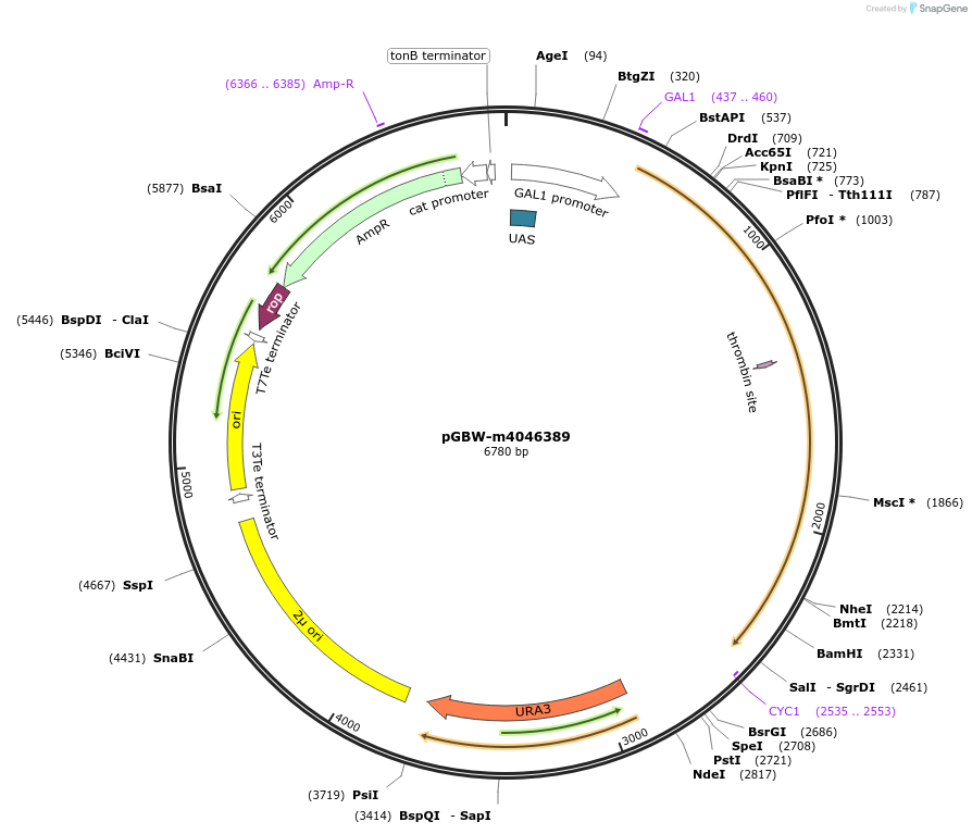 149051-plasmid-map-sequence-id-297893