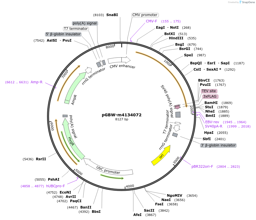 152082-plasmid-map-sequence-id-297918