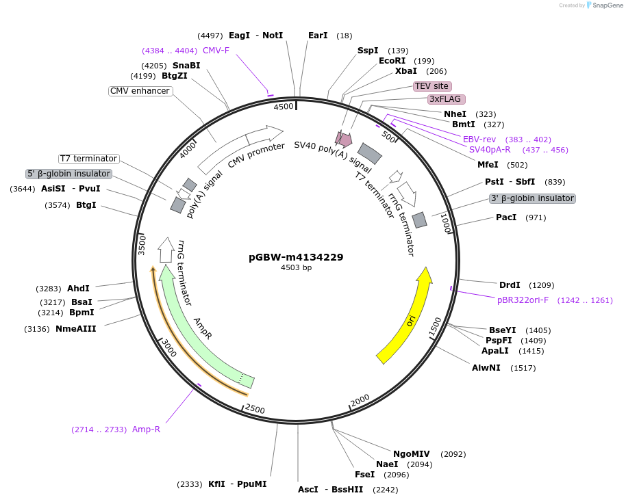 152097-plasmid-map-sequence-id-297924