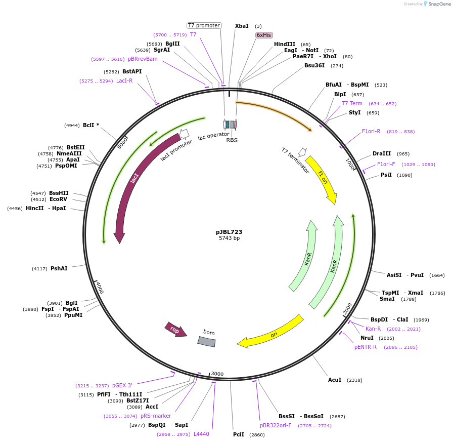 140393-plasmid-map-sequence-id-297925