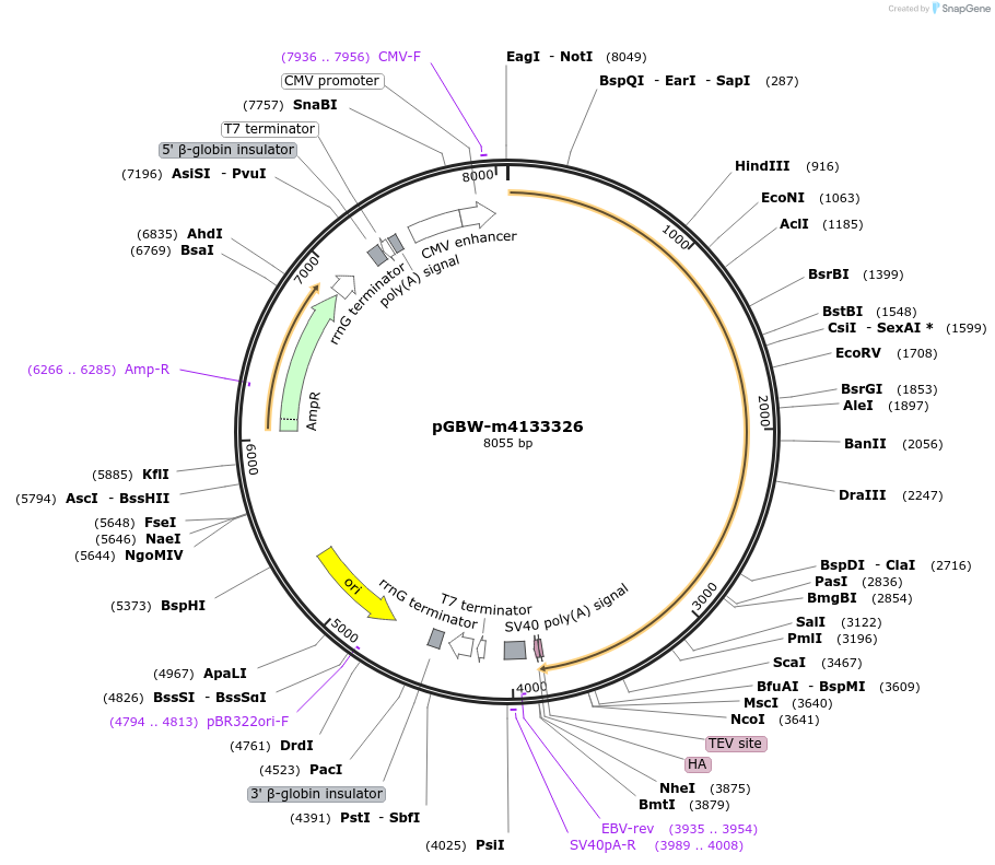 152113-plasmid-map-sequence-id-297929