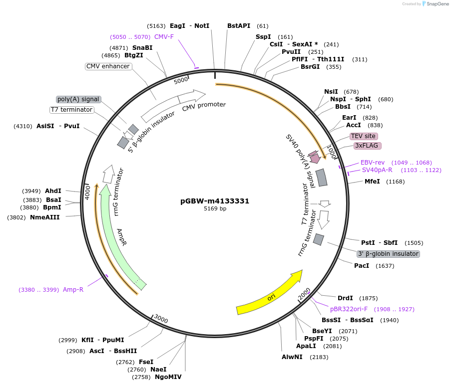 152124-plasmid-map-sequence-id-297930