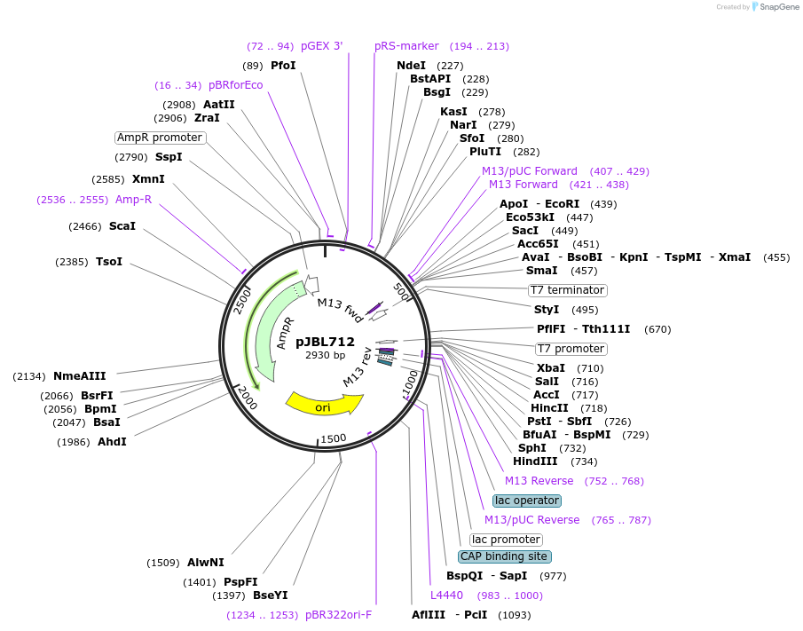 140382-plasmid-map-sequence-id-297931