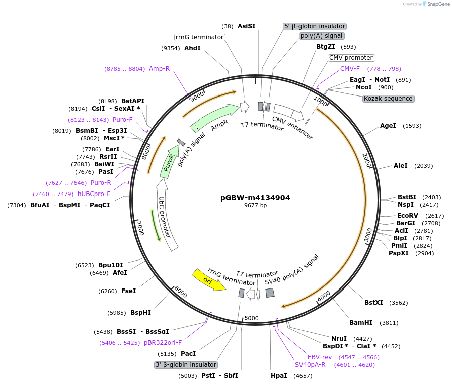 151930-plasmid-map-sequence-id-297934