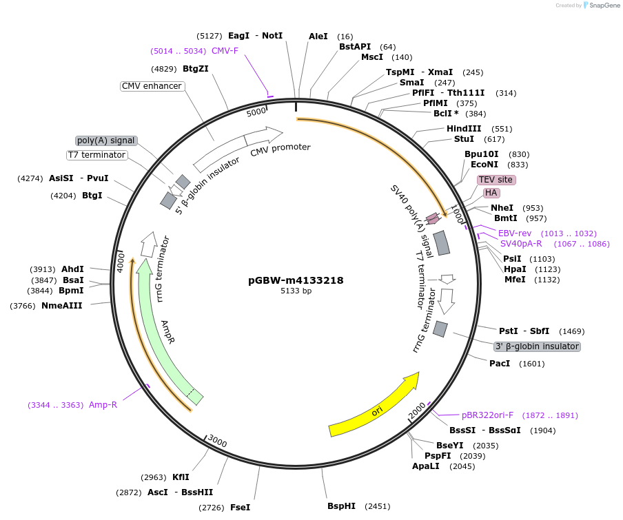 152127-plasmid-map-sequence-id-297935
