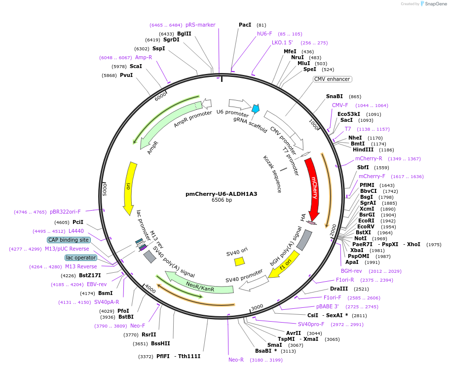 140589-plasmid-map-sequence-id-297949