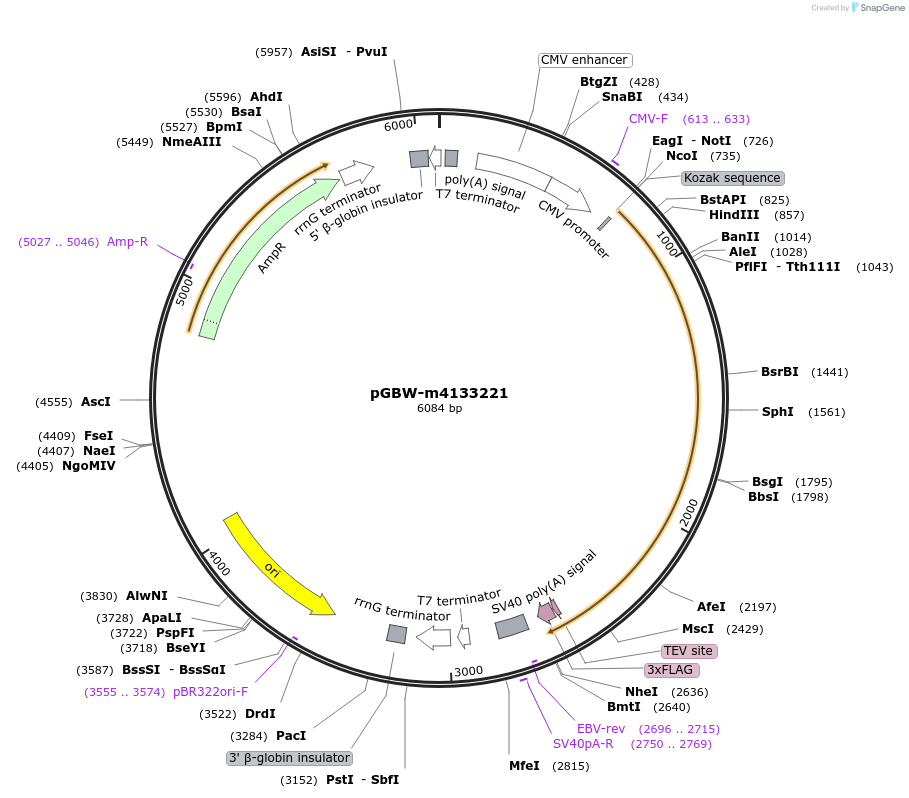 152141-plasmid-map-sequence-id-297951