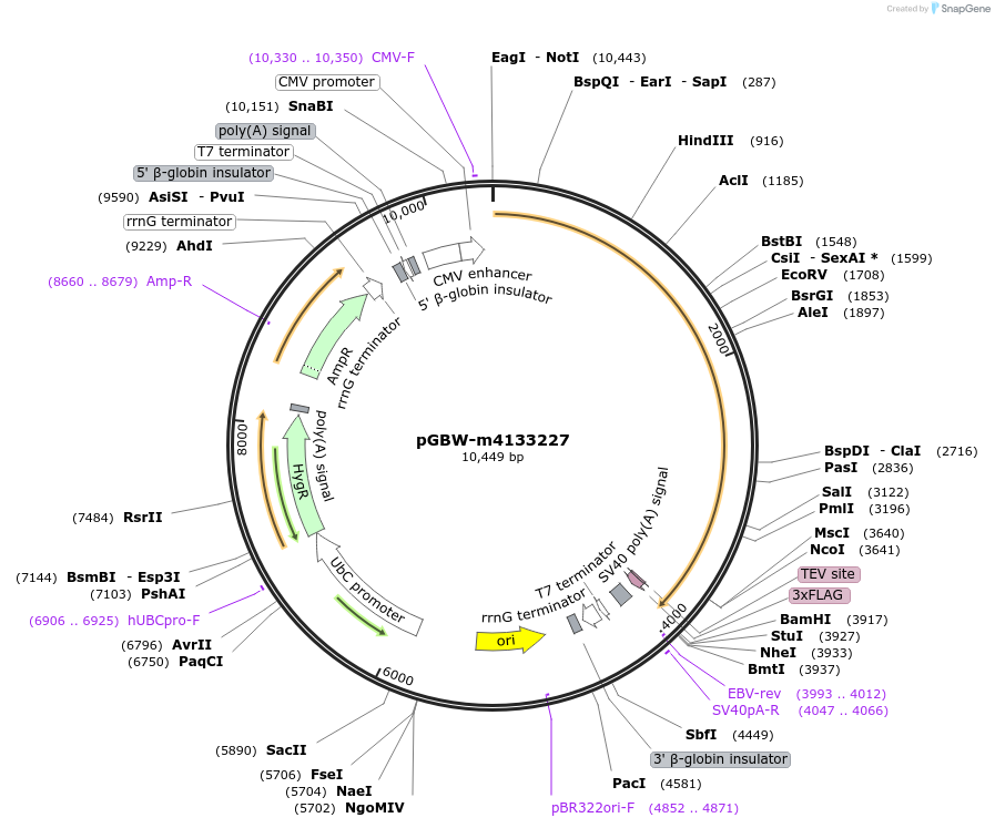 152132-plasmid-map-sequence-id-297953