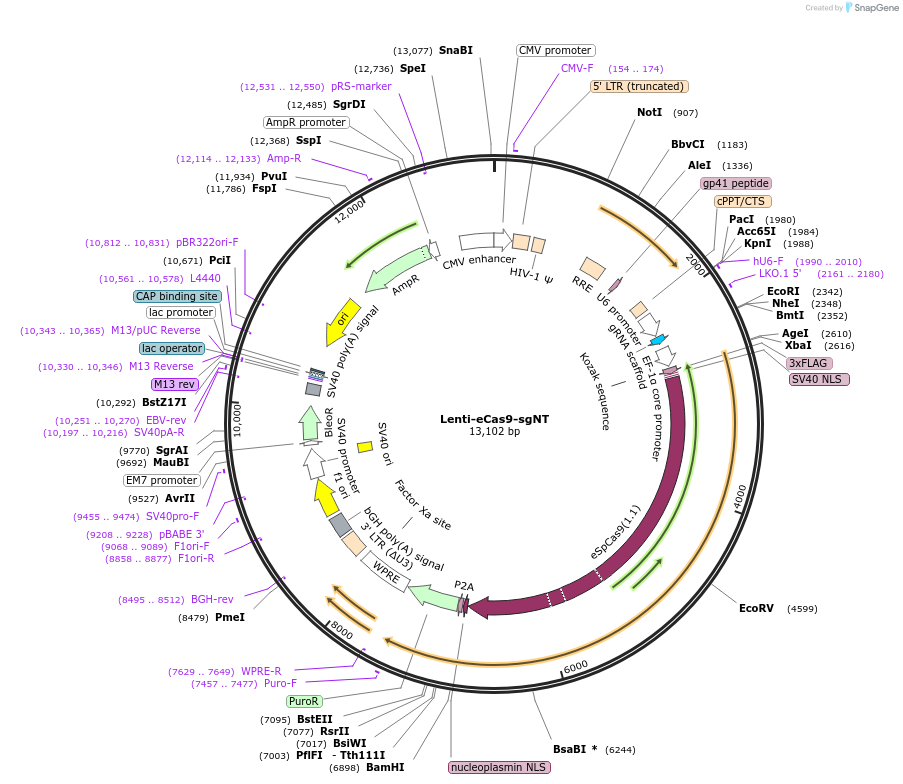 140238-plasmid-map-sequence-id-297957
