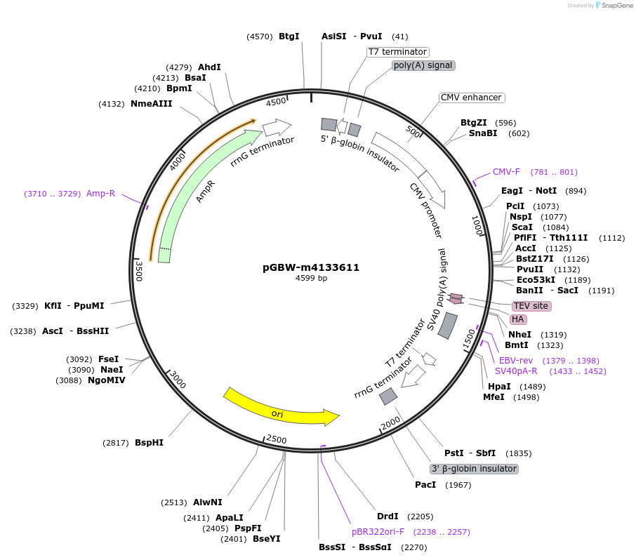 152146-plasmid-map-sequence-id-297961