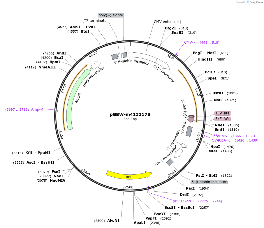 152147-plasmid-map-sequence-id-297964