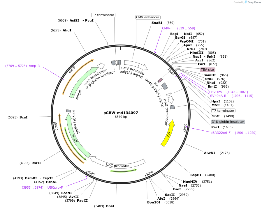 152038-plasmid-map-sequence-id-297966
