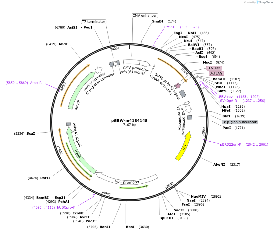 152051-plasmid-map-sequence-id-297969