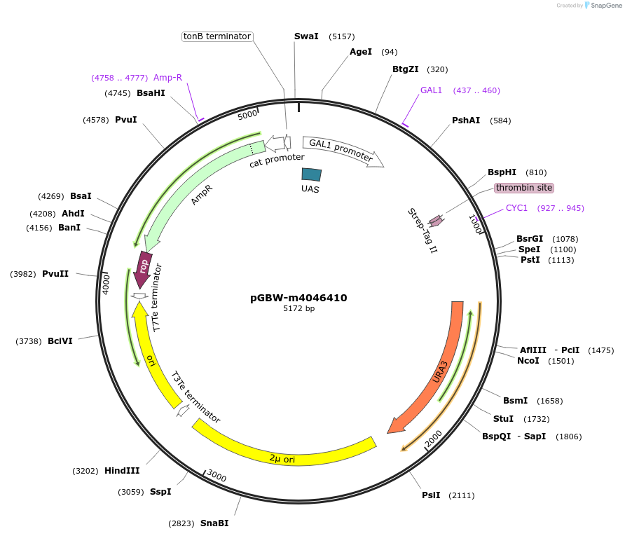 149068-plasmid-map-sequence-id-297970