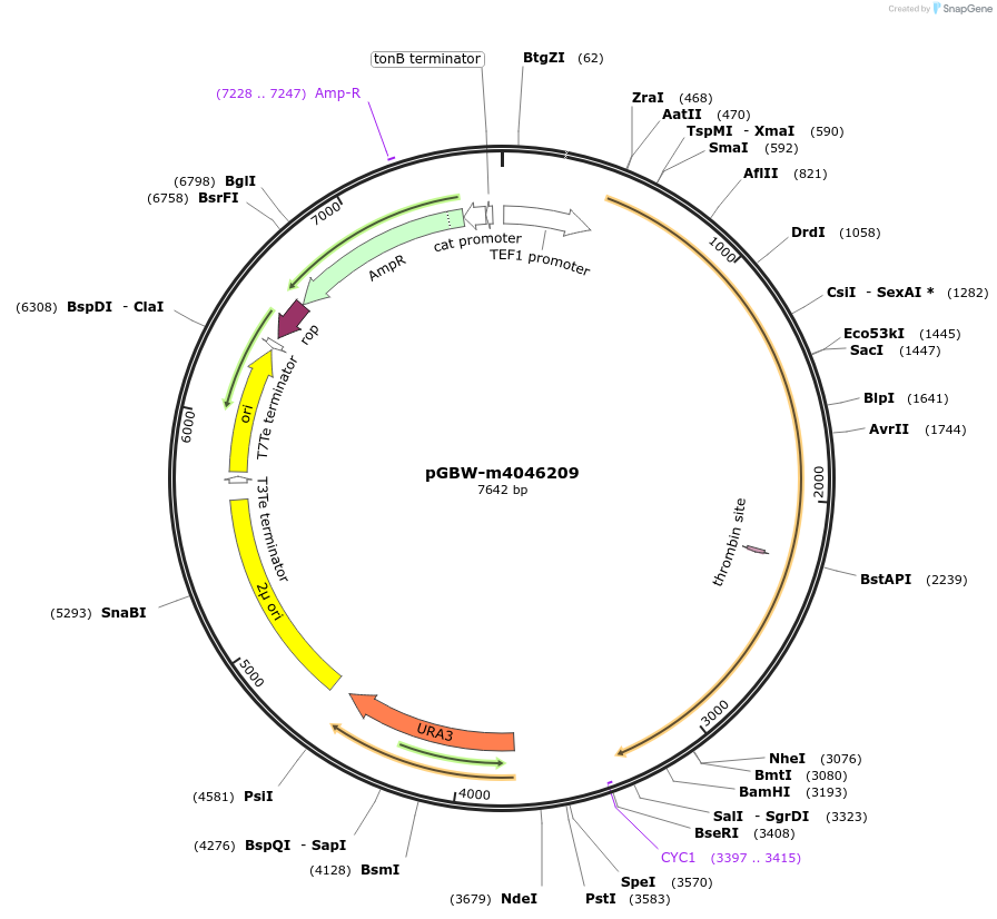 149074-plasmid-map-sequence-id-297989